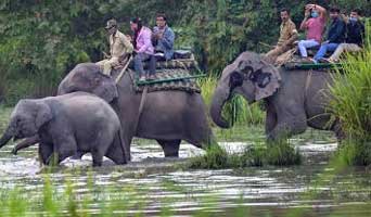 kaziranga news